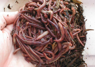DENDROBEANA- hnojový červ 1 kg